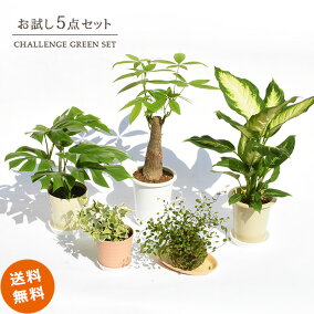 楽天市場 観葉植物 人気ランキング1位 売れ筋商品